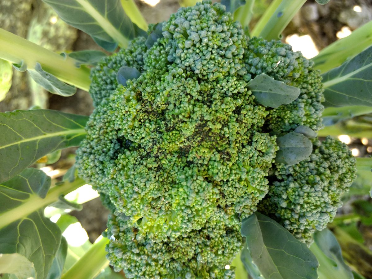 Ben Phillips tweet media