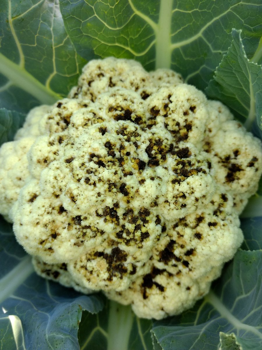 Ben Phillips tweet media