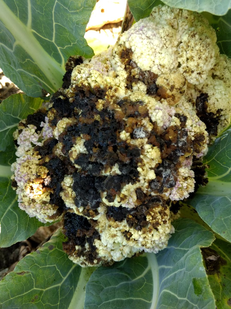 Ben Phillips tweet media