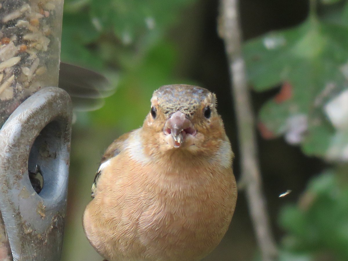 Steveredwolf's tweet photo. #NatureStar #BigGardenBirdWatch https://t.co/FT5XkDTzbX