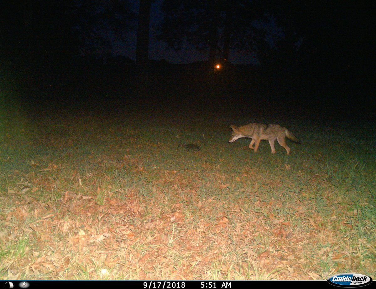 My next project. #trailcamtuesday