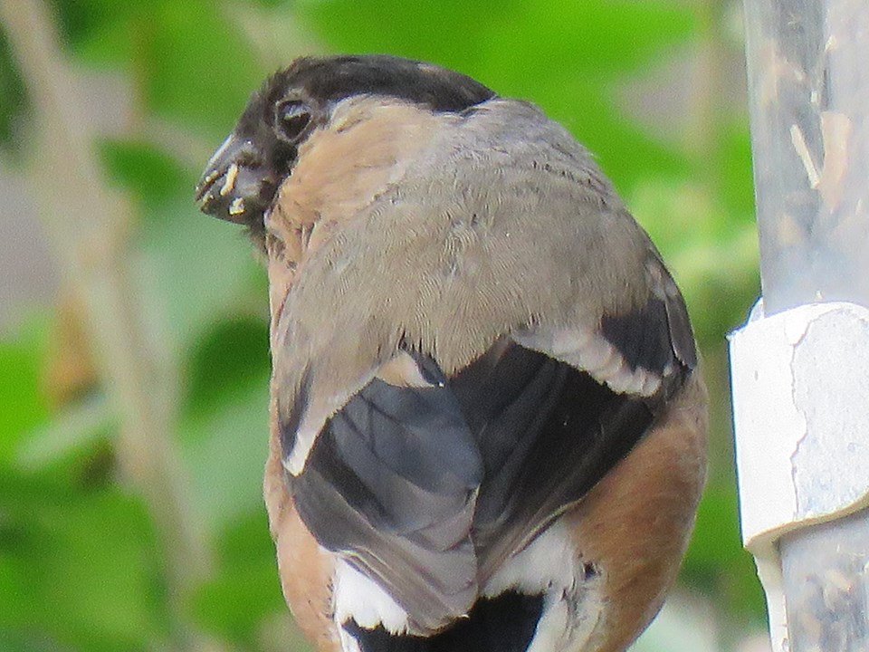 Steveredwolf's tweet photo. #NatureStar #BigGardenBirdWatch https://t.co/hDZR49N5mu
