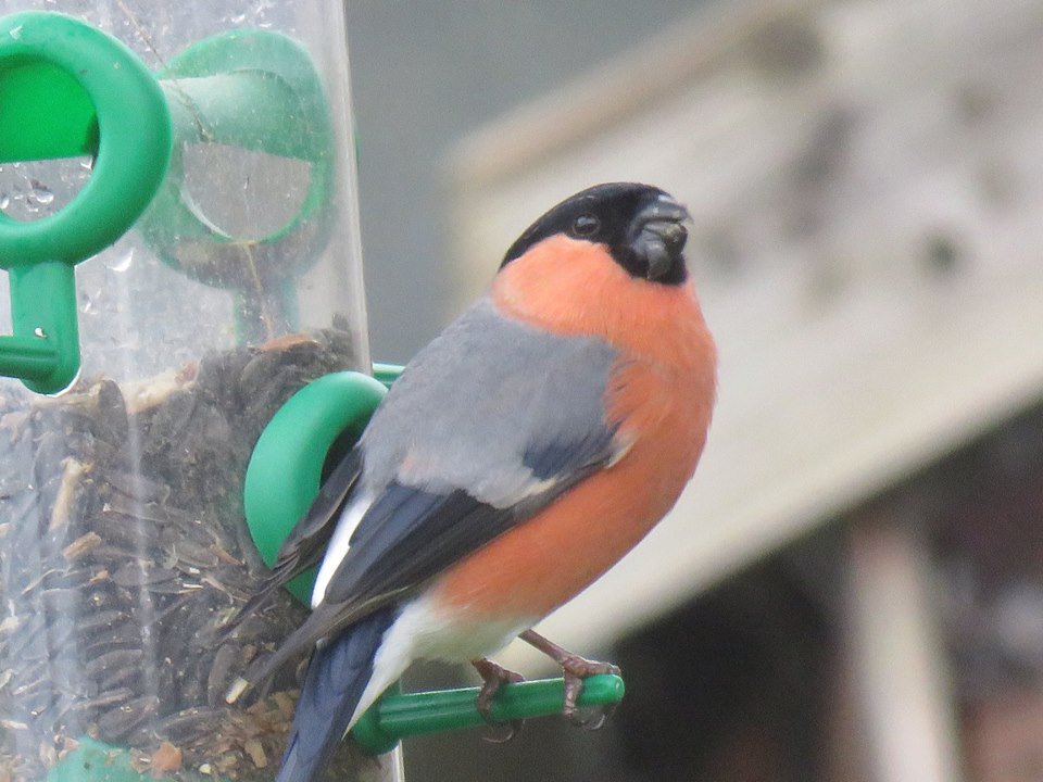 Steveredwolf's tweet photo. #NatureStar #BigGardenBirdWatch https://t.co/eRqqOMCFpC