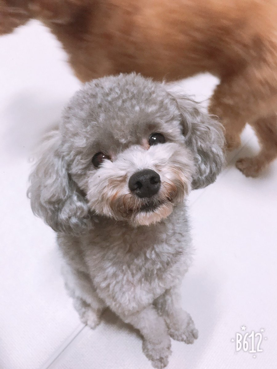 댕댕이들 생존신고 ! 저는 밥먹고 산책나갑니다 ㅎㅎ