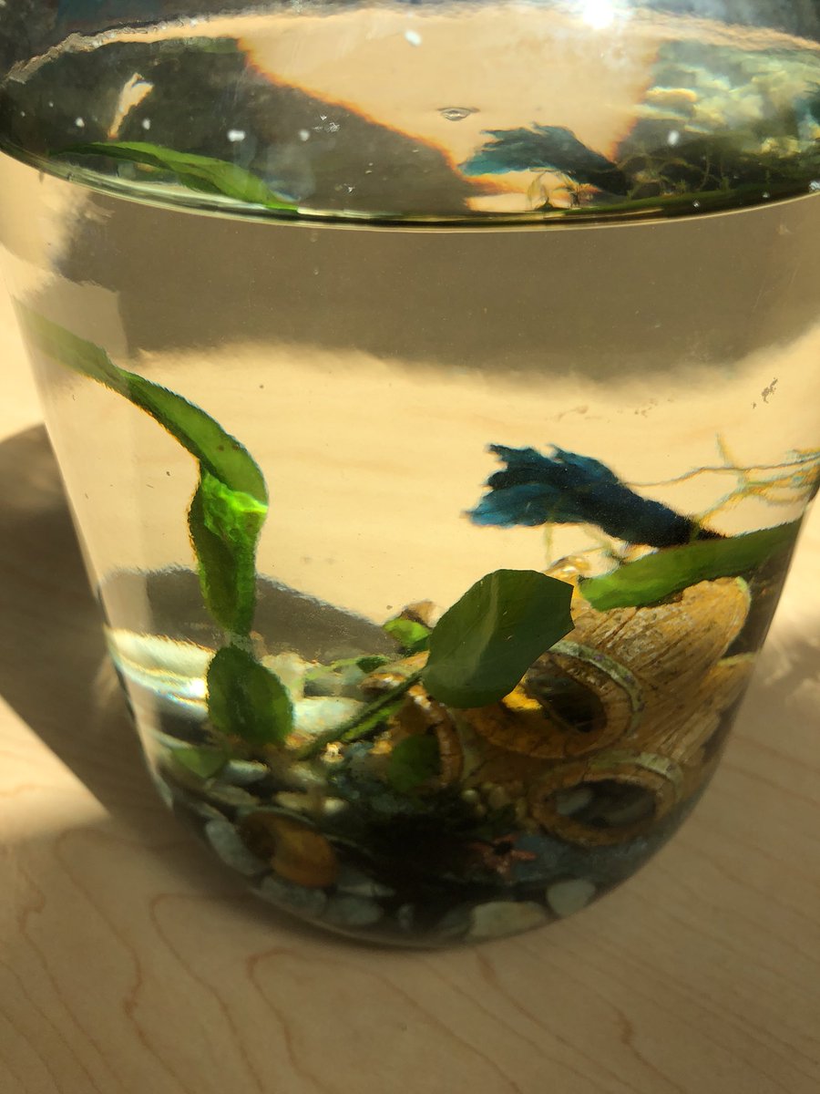 Principal4GT's tweet photo. Second graders @Ambrose4gifted class are developing a conceptual foundation for their studies this year @BrickellAcademy The Systems model is in development in a variety of forms. #NotAClassPet https://t.co/RzsV5QpolO