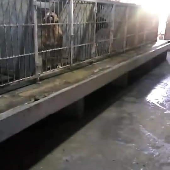 _animales5's tweet photo. No es tan asi como lo cuentan, los perros esperan para ingresar al refu AÑOS en jaulas diminutas. Para eso los perritos deben irse en adopcion y asi liberar caniles. El refu se hizo gracias a voluntarios y la gente!! Asi sea un dia, ES MALTRATO @soyleomontero https://t.co/UABwx3R4Rv