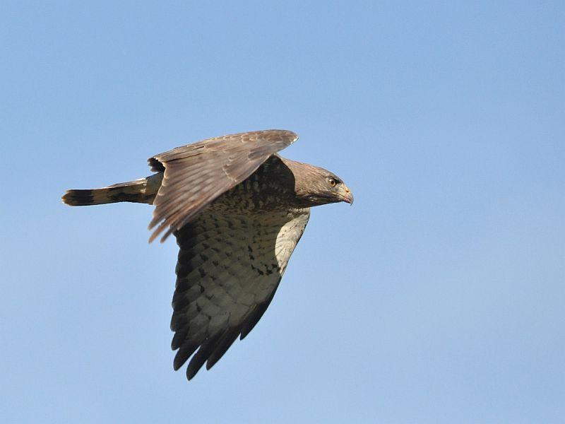 Hawks, Hurricanes And The Declining Numbers Of Raptors: The Fall Bird Migration Show dlvr.it/Qkc9rs https://t.co/ioqUmJJqHX
