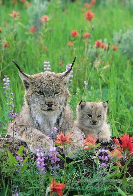 Bonus baby lynx pic that made us scream. We all win today.