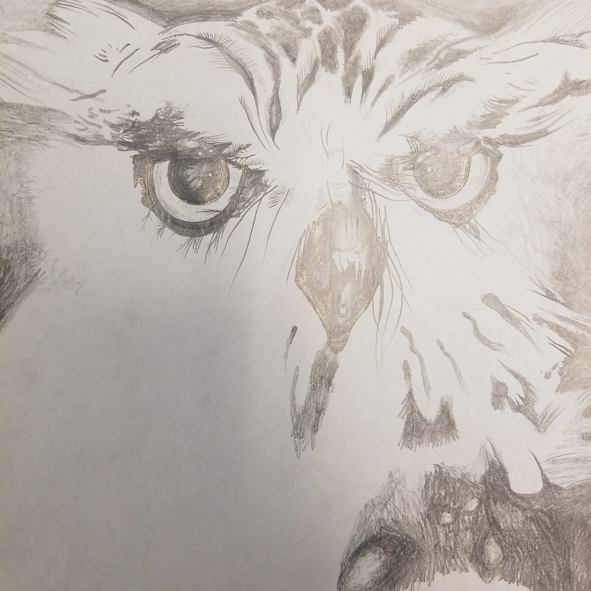 Unfinished Horned Owl