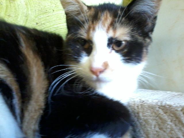 Alerte Animaux Perdu Trouve Chat Ecaille De Tortue Calico Nomme Chatte A Port La Nouvelle 11 Europeen T Co Flmbsfqkyu Alerte Animaux Perdu Trouve Chat Ecaille De Tortue Calico Nomme Chatte A Port La Nouvelle 11 Europeen T Co Flmbsfqkyu