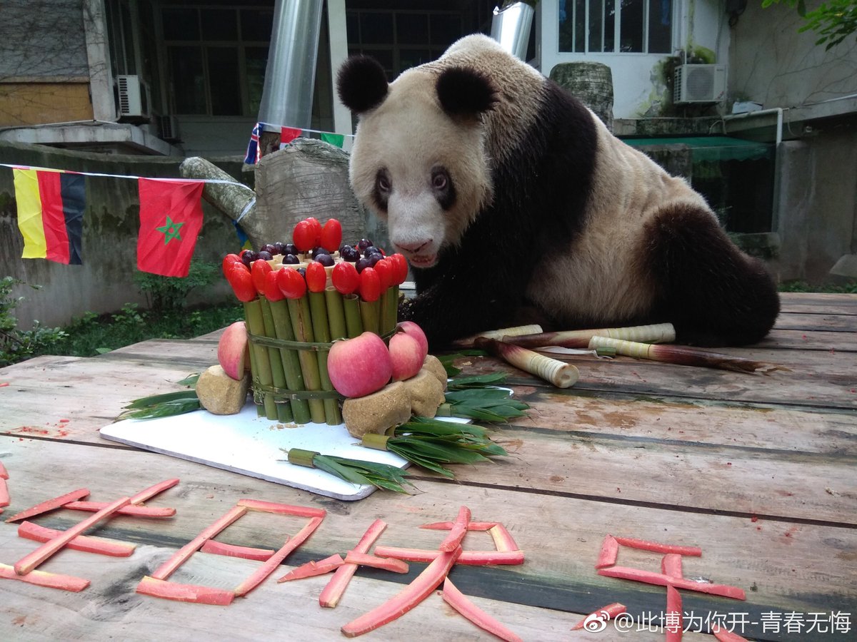 Www Panda Fr Xin Xing La Doyenne Des Pandas Captifs A Fete Son 36eme Anniversaire Au Zoo De Chongqing Chine Xin Xing The Dean Of Captive Pandas Celebrated His 36th Birthday At Www Panda Fr Xin Xing La Doyenne Des Pandas Captifs A Fete Son 36eme Anniversaire Au Zoo De Chongqing Chine Xin Xing The Dean Of Captive Pandas Celebrated His 36th Birthday At