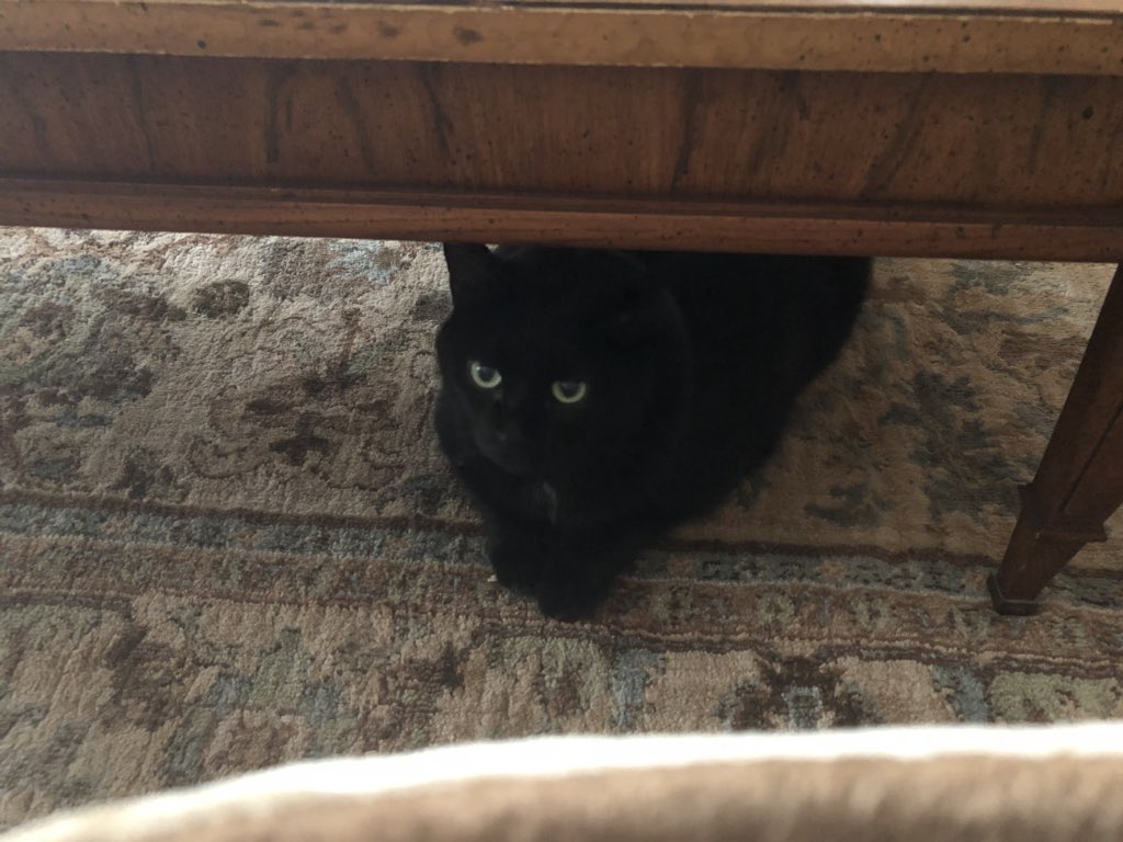 ToothlessThaCat's tweet photo. Update: under the table. they cant find me here. plz don’t let anyone know where i am. https://t.co/Th6YvyE2AF