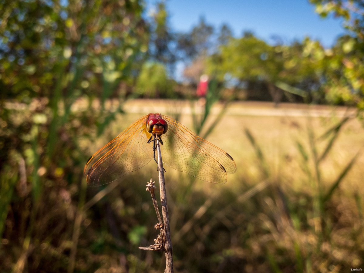 Lexlutin66's tweet image. Miss Dragonfly with @halidecamera and raw format. 😉
#shotwithhalide #rawformat #lightroommobile #dragonfly #insect #iPhone8Plus