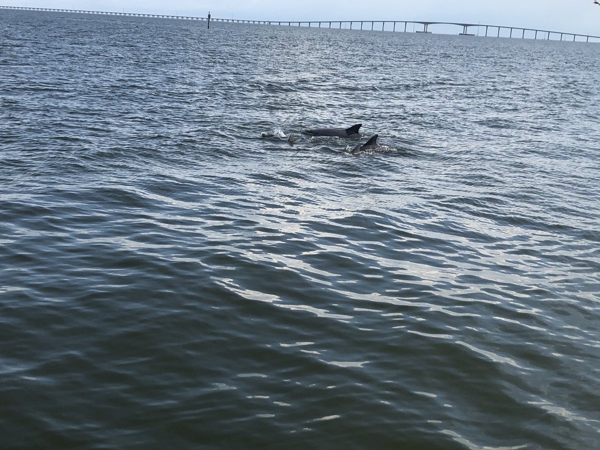 Anderson_beth81's tweet photo. Dolphins gave us a good show, and then we enjoyed the sights at the aquarium! #AISDauphinIsland #AISProud https://t.co/XyHIeSvHAG