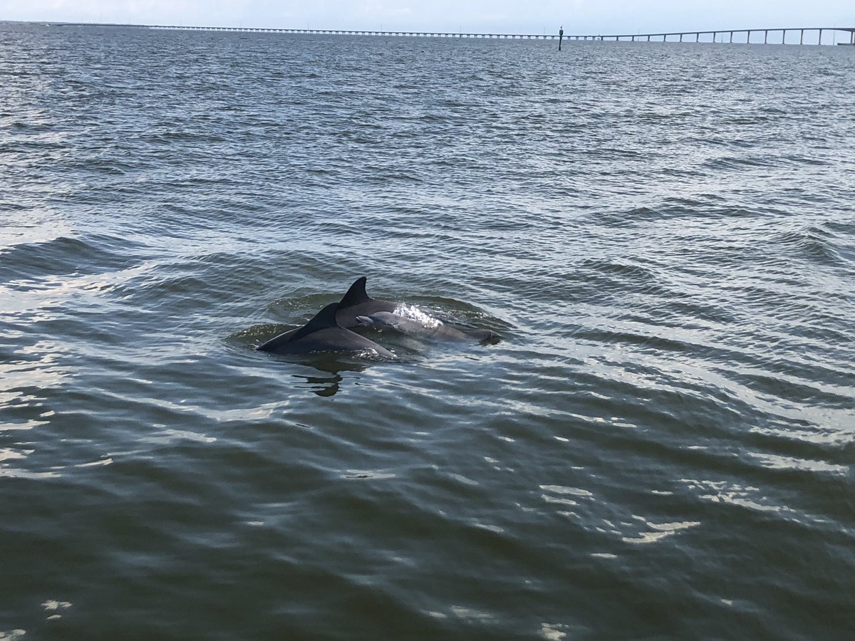 Anderson_beth81's tweet photo. Dolphins gave us a good show, and then we enjoyed the sights at the aquarium! #AISDauphinIsland #AISProud https://t.co/XyHIeSvHAG