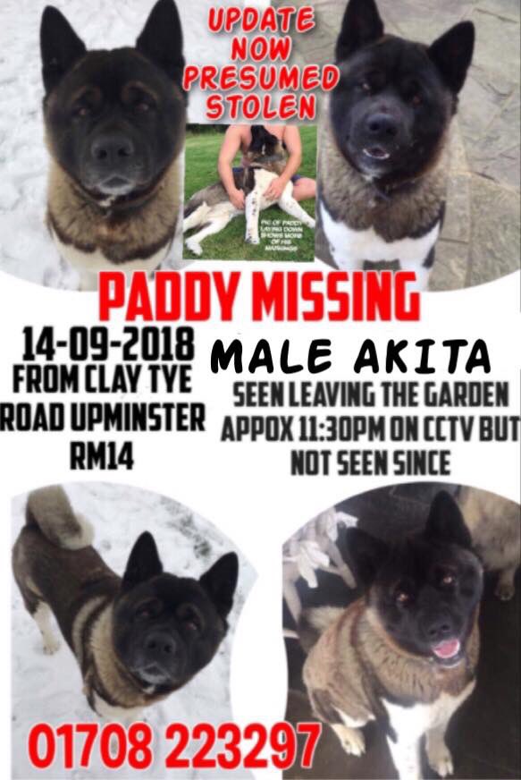 BlueFrenchie1's tweet photo. MISSING MALE HUSKY 😢 Upminster 14/9/18 💔
@gelert01 @colliealert @GetDanaHome https://t.co/P2T11l5WFO