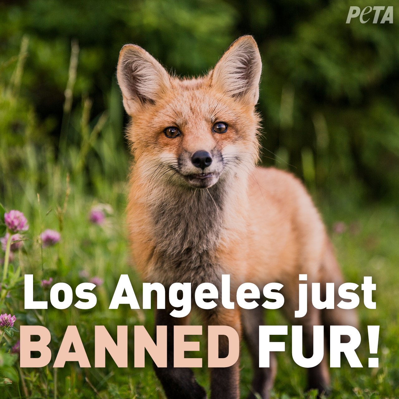 PETA on Twitter: "@TorreyDeVitto 🎉 BREAKING 🎉 Fur is going to be his...