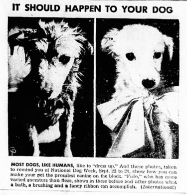 DigMichNews's tweet image. Proof!  #1946
Dressing dogs is 
not a new fad!
Henderson Daily Dispatch
ow.ly/Bbi730lSaj8

#ChronAmParty #StateSwap