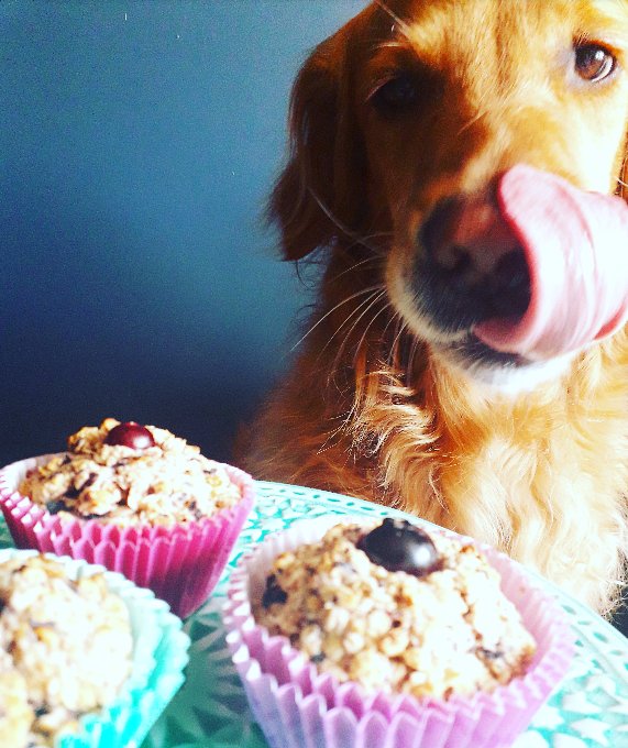 #GBBO fever is sweeping the nation - not just for people but pooches, too 🐶🍰😋 This week we have a doggy dessert for you to try thanks to 2017 finalist @Kate_Lyon_. Complete with paw of approval from Noah! On your marks, get set, bake 👉 fal.cn/VMi8 #DessertWeek