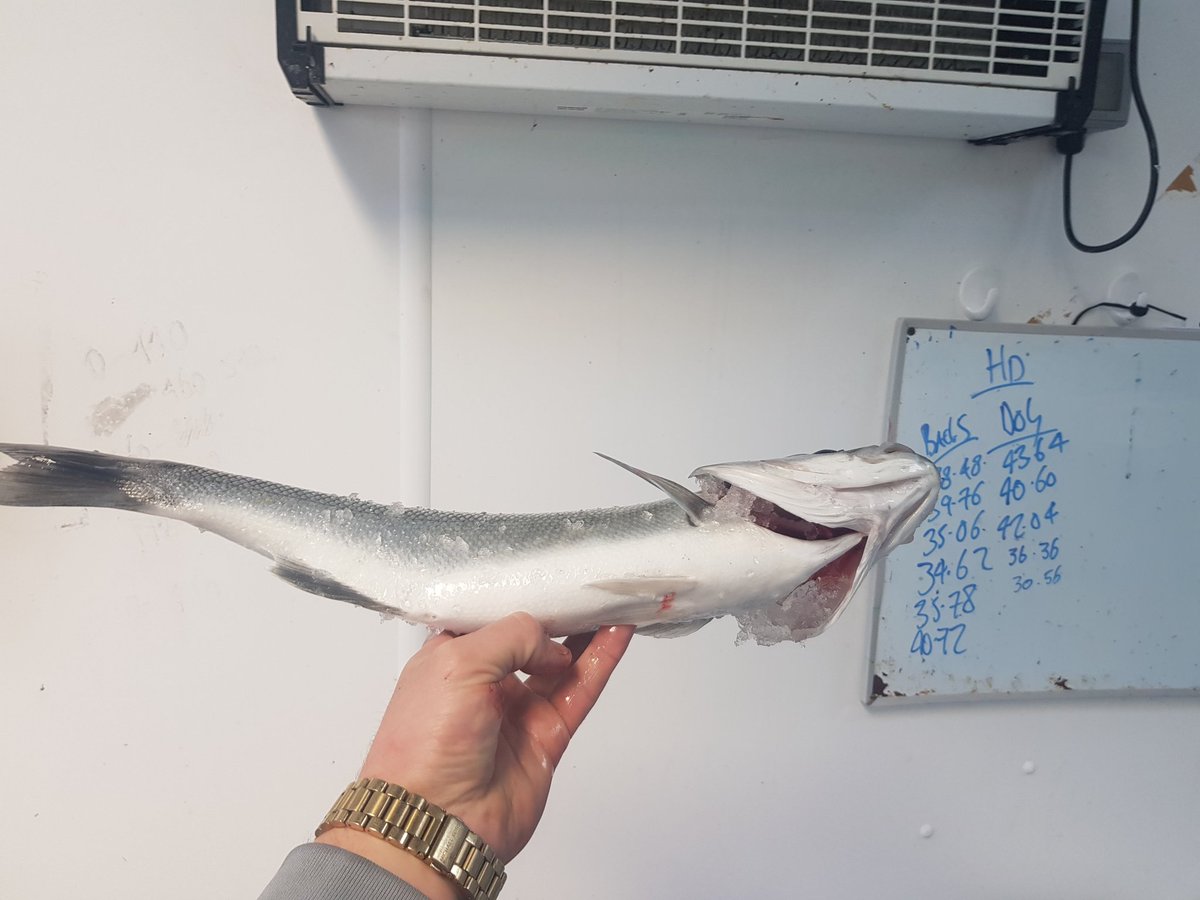 Whitfish Ltd tweet media