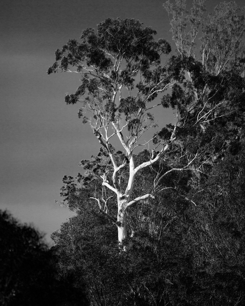 The Tree by #shaneaur #ShaneAurousseau #Growlerythought #Australia @Australia #NewSouthWales @NewSouthWales @nytimesworld @newsouthwales01 #outback #Australianoutback @AusOutbackNT #photography #blackandwhitephotography #Blackandwhitephotos @photography #photogalleries #galleries