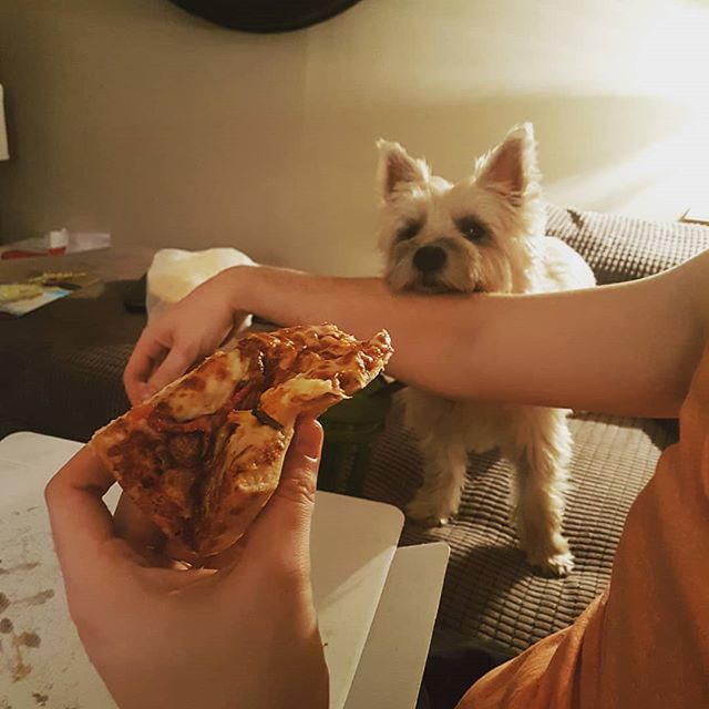MeelaDog's tweet photo. Daddy you're eating pizza... I like pizza... I hab some? #pizza #takeaway #yum #forme #cheese #cairnterrier #cairnstagram #cairnsoftheworld #cairnsofinstagram #terrierific #treats #dogstagram #instadog https://t.co/NGad00UYpG https://t.co/aDKIzFIn56