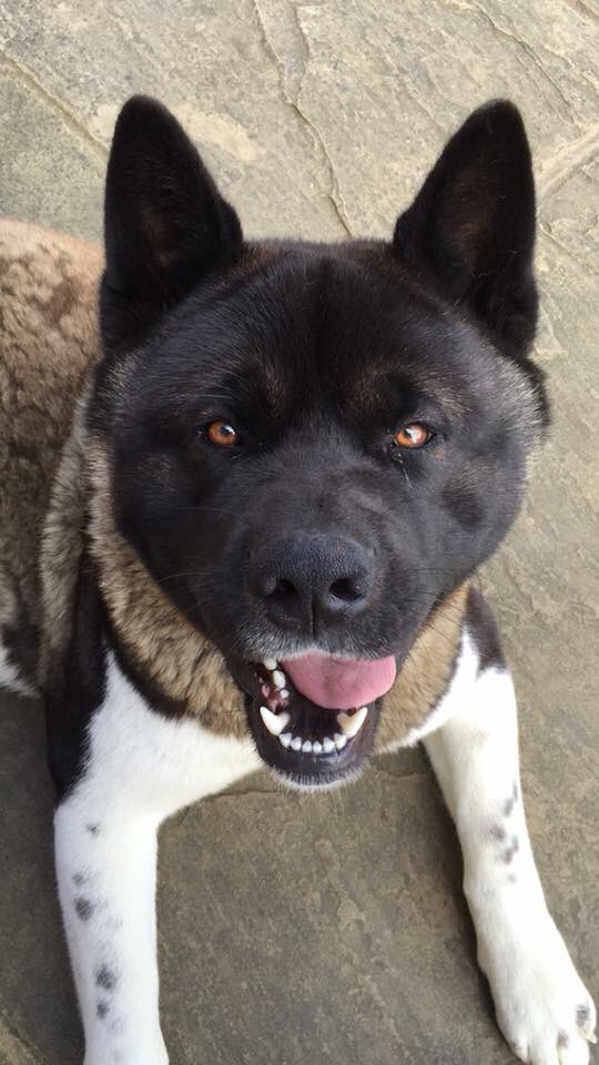 Rosie Doc tweet media