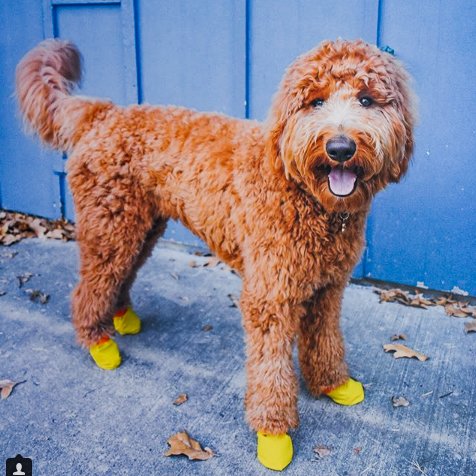 BubblePaws_'s tweet photo. Smiling for the camera! #bubblepaws #dogbooties #bestfriend #doglove #puppystyle #dogfashion https://t.co/XGymvtmTEN