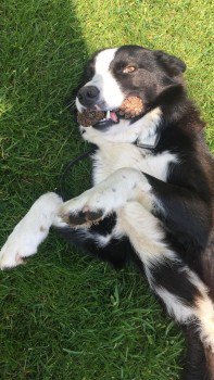 millypod1's tweet photo. πBEN #Lost Black & White Border Collie Male
Bulkeley Hill #Bulkeley #Cheshire #SY14
https://t.co/qMmD2ixDwA https://t.co/o8h2l6krJb