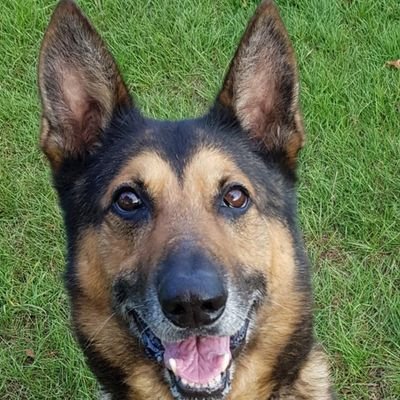 FeelSophi's tweet photo. #Dagga  SO NOW IT MEANS POLICE SNIFFER DOGS🐕 WILL BE UNEMPLOYED 🤣🤣🤣🤣🤣🤣WELCOME TO UNEMPLOYMENT BOBBY https://t.co/kwBgYXKo2j