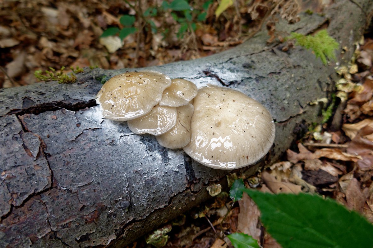 lukaslarge's tweet image. Absolutely gorgeous porcelain fungi (Oudemansiella mucida = Mucidula mucida) growing on a dead beech tree in Sutton Park