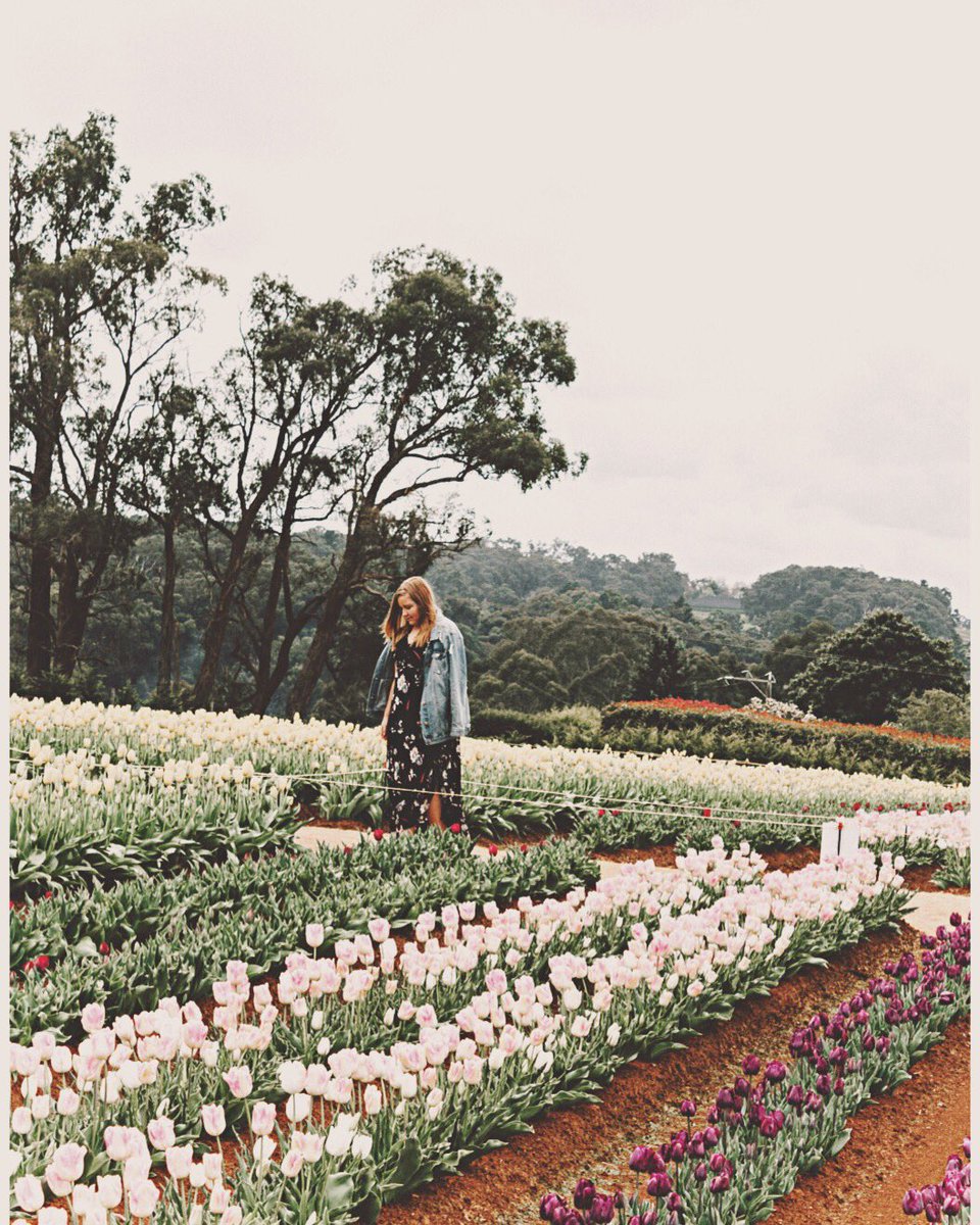 madelinektaylor's tweet photo. Daydreaming amongst the flowers🌷🌷 https://t.co/WiPaj6G2An