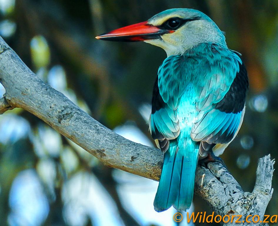 nroutessa's tweet photo. #WednesdayMorning - Good Morning Friends and #Travelers 😀☕️🇿🇦
South Africa offers a range of #birding habitats, from grasslands, wetlands and forests, to savannahs, fynbos, the seashore and open oceans.
#WildlifeWednesday 
https://t.co/nQjfhWwyGV 
@adstube @DumelaSAfrica https://t.co/LzMh3kq3S6