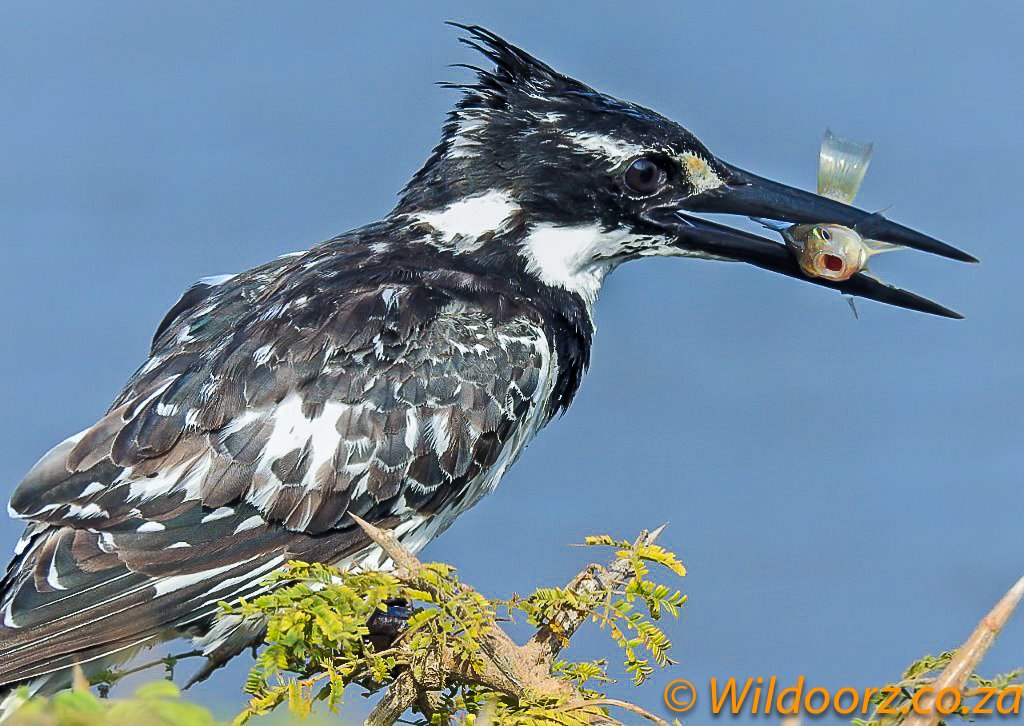 nroutessa's tweet photo. #WednesdayMorning - Good Morning Friends and #Travelers 😀☕️🇿🇦
South Africa offers a range of #birding habitats, from grasslands, wetlands and forests, to savannahs, fynbos, the seashore and open oceans.
#WildlifeWednesday 
https://t.co/nQjfhWwyGV 
@adstube @DumelaSAfrica https://t.co/LzMh3kq3S6