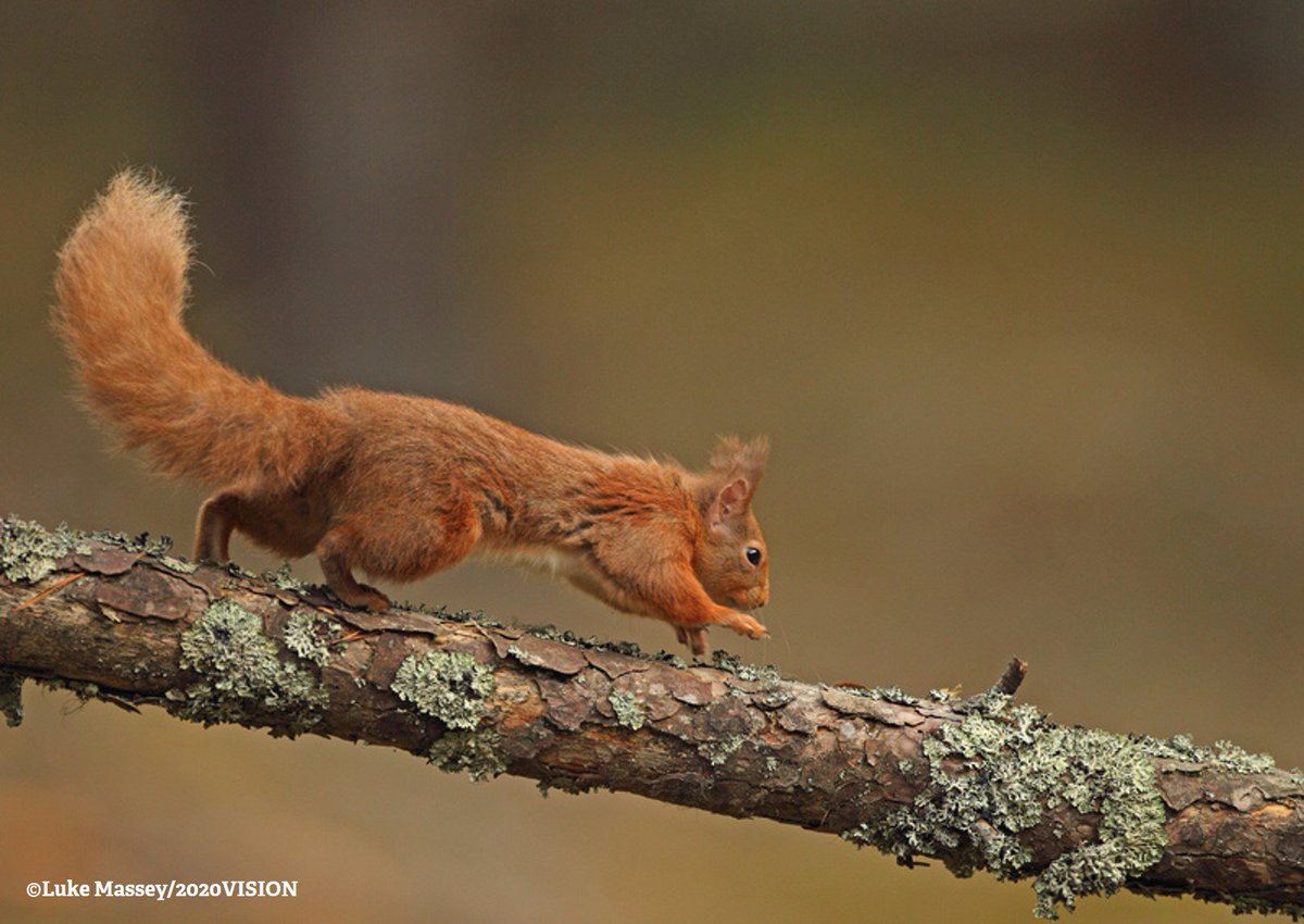 WildlifeTrusts's tweet image. It's #RedSquirrelWeek! From walks to squirrel crafts, events are happening in #RedSquirrel strongholds around the UK: redsquirrelsunited.org.uk/news