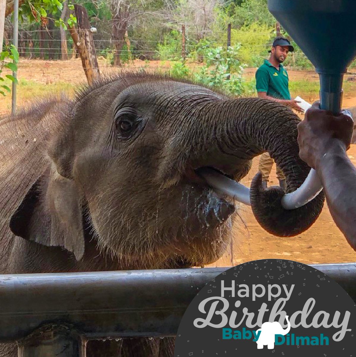 Dilmah's tweet photo. Happy Birthday, Baby Dilmah! 🙂
#BabyDilmah was found and rescued in a paddy field in Hambantota. Like all other #Elephants at the ETH, she will be returned to the wild when she turns 5 years old.
Story of Baby Dilmah: https://t.co/zWBt1huWum
#ForLoversofLife #DilmahConservation https://t.co/peAWPhBQNT