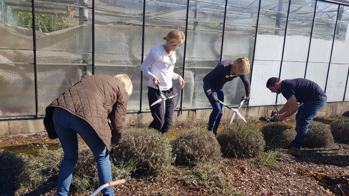 WFGA_'s tweet photo. Time to trim lavender to shape to look good for winter and keep it from getting too old &amp; woody. Remove all but 1cm of the new growth #topicaltips https://t.co/jjqY7tVn2g