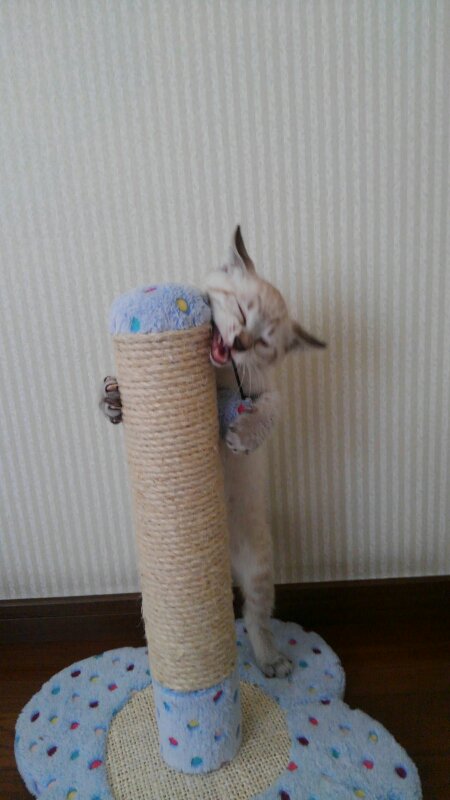 _sara317's tweet photo. 長男猫の小さいときの可愛さといったらもう！！今もかわゆいがもう一度小さい頃に戻ってほしい。 https://t.co/VBqLu03EBd