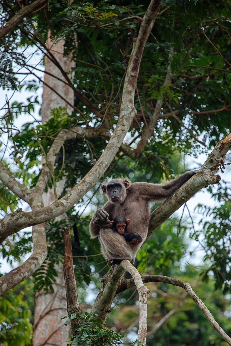 ApeActionAfrica's tweet photo. Meet Rachelle! She wasn't an escapee until she became close to Emma, but together they have shown such determination to escape that it has become dangerous. Help us give Rachelle another chance to live freely in a secure forest enclosure: https://t.co/ppCX0dz2VD #SupportApes https://t.co/P2O8roblJg