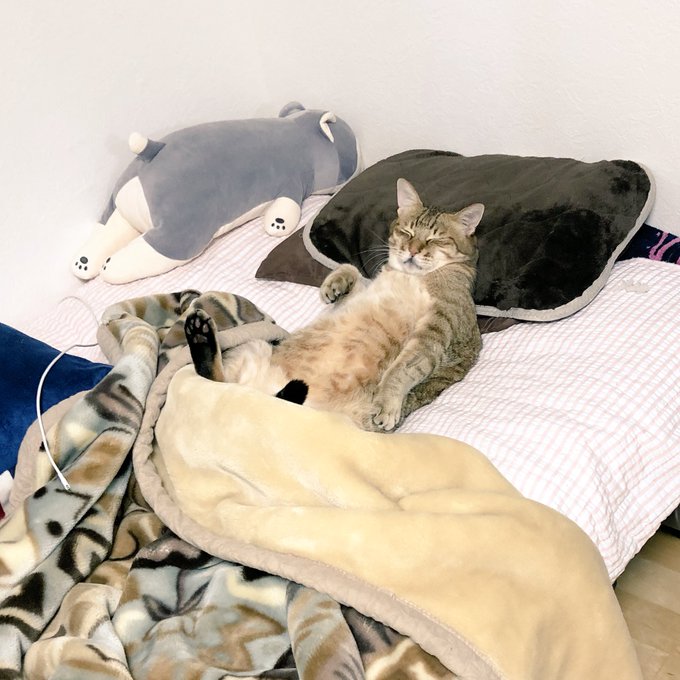 帰宅したら猫さんがベッドで熟睡！堂々とした寝姿に「絶対に中の人がいますねコレは」と疑惑が浮かぶ Togetter
