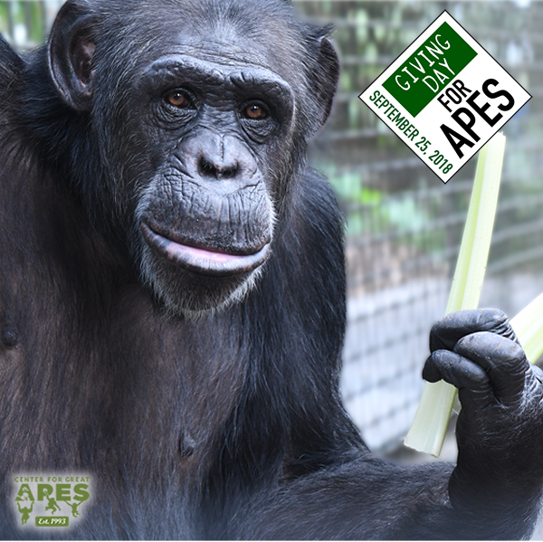 CFGA's tweet photo. Help us go out with a bang! There is one hour left of #GivingDayforApes! You have until 11:59 PM EST to donate at https://t.co/OKWW8RaIsy Help make a difference in the lives of the 52 #orangutans and #chimpanzees at the sanctuary. 
#greatapes #supportapes https://t.co/8vutyp4GxW