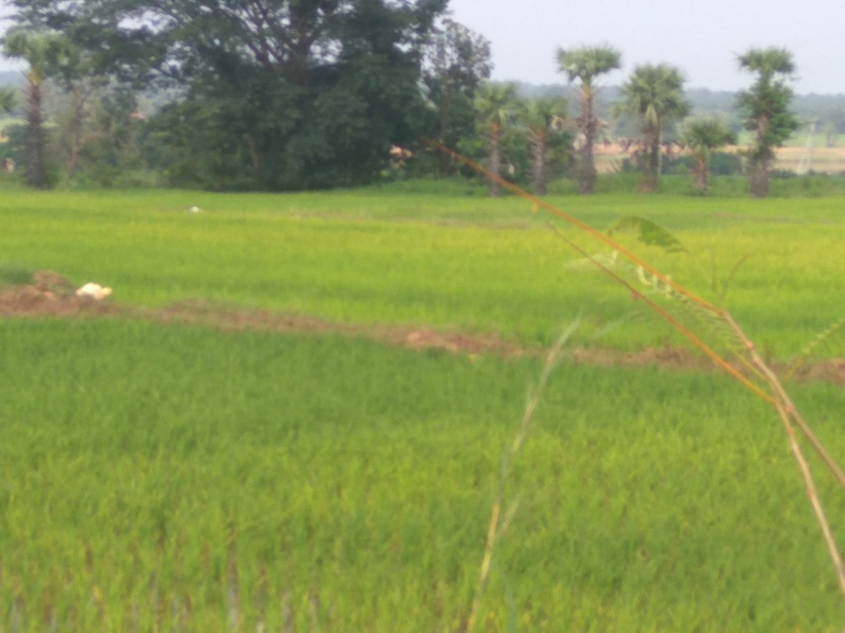 TsidcK's tweet photo. Irrigated ayacut under Pusuguppa LI Scheme https://t.co/AEuomwMx54