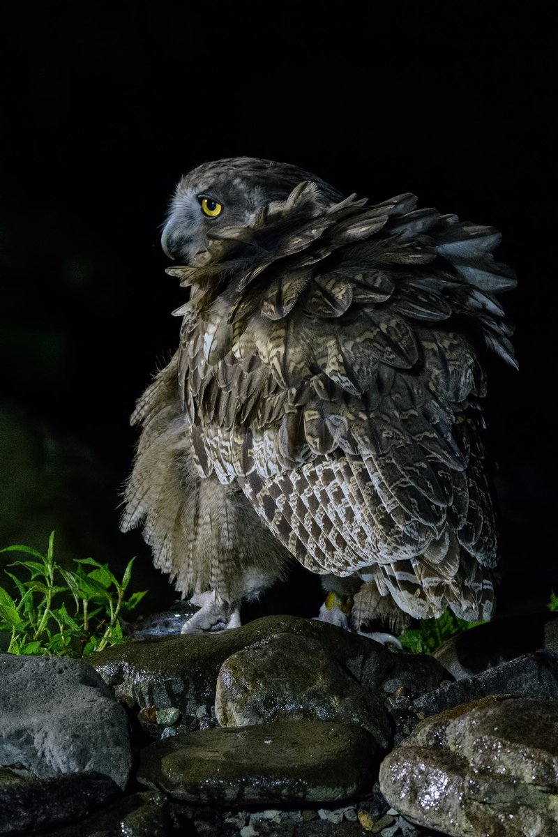 みちすけ ℤ 9 Looking Back Beauty シマフクロウの振り向きが美しい D850 Af S Nikkor 600mm F 4e Fl Ed Vr 北海道 野鳥 シマフクロウ フクロウ 知床 羅臼町 北海道はいいぞ 東京カメラ部 T Co Icl3mhsl3m Twitter