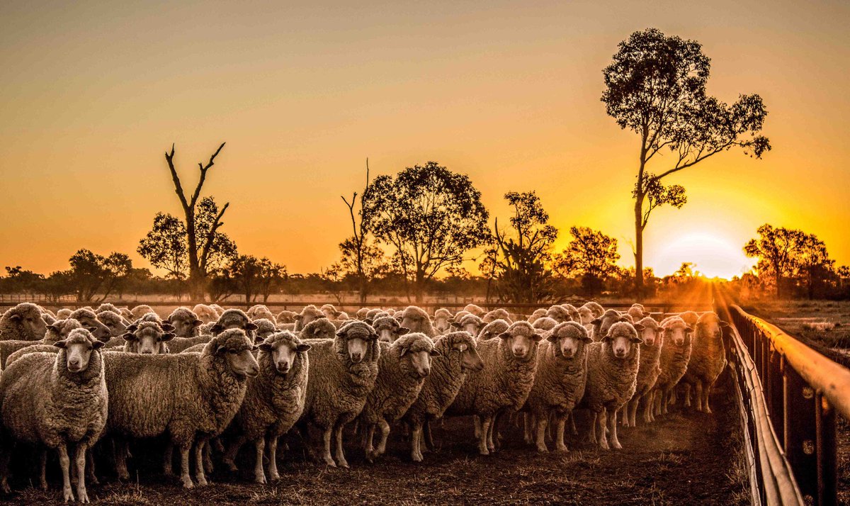 QualityWool's tweet photo. With the digitisation of news and an endless glut of it clogging your #socialmedia feed, it's hard to know what to follow these days. Our latest @QualityWool #blog rates our favorite #farming news sources to get the news you actually want to hear! https://t.co/VxkEezs38c https://t.co/kAXjyZdfUt
