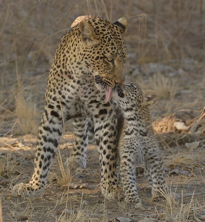 AndreiAndrei63's tweet image. Mother's love.