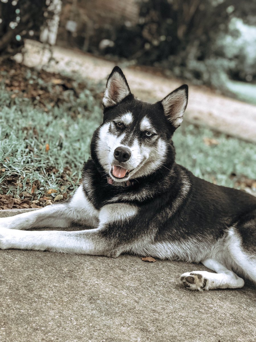 _raemac's tweet image. my dog could be a model🤩 #princesspoppy