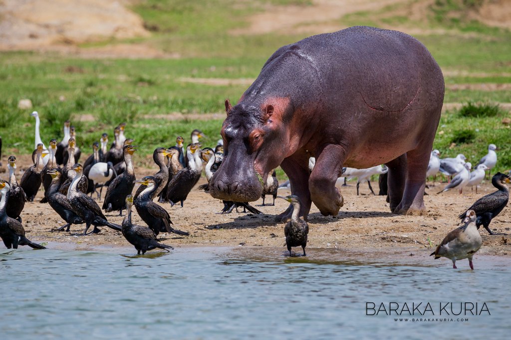 Beauties & The Beast
🌍 QENP, Uganda.

#hippo #wildturnafrica #nationalpark #wildlife #myuganda #uganda #pearlofafrica #vistuganda #wildlifephotography #naturephotography #tulambulewild #tulambule #twitternaturecommunity #wtd2018 #tourism4SDGs #wtdUG2018 #africa #africageographic