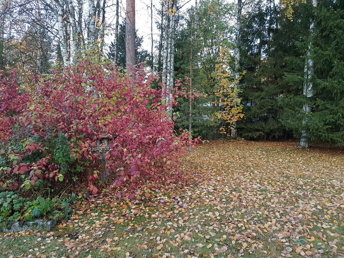 marjuttauriain1's tweet photo. Täällä satanut lehtiä, ei vielä lunta. Syksyn väriloistoa luonnossa. #syksy #lehtisade https://t.co/JM6zbMMP4g