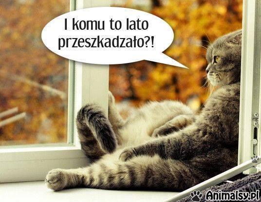 https://pbs.twimg.com/media/Dn_rdVvX0AAGf-9.jpg
