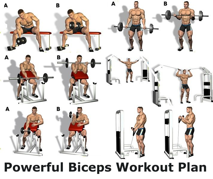Biceps Workout Chart Step By Step